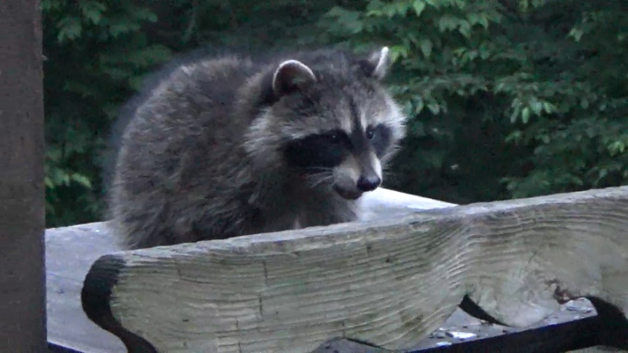 BABY RACCOONS SUNDAY NIGHT