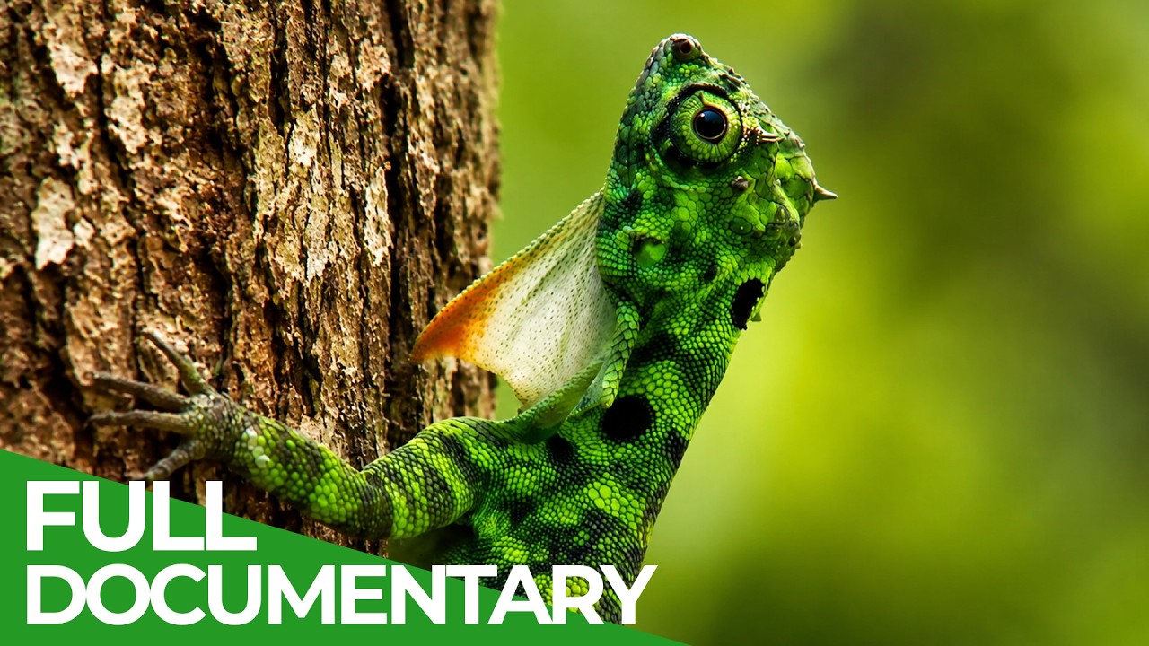 Wild Attraction | Wildest Survival | Free Documentary Nature