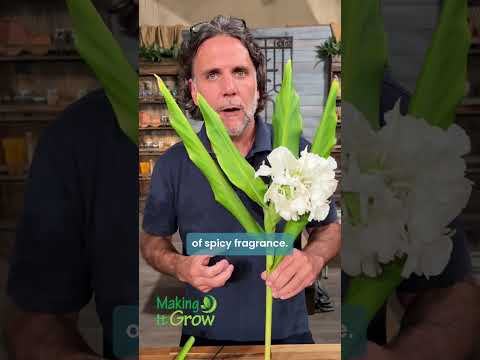 screenshot of youtube video titled Learn more about the white butterfly ginger lily!