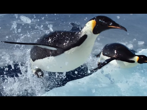 March of the Penguins 2'