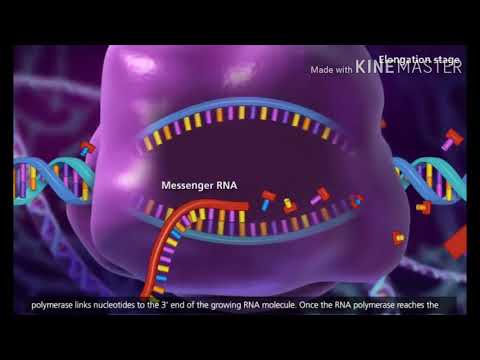 Transcription (DNA to mRNA)