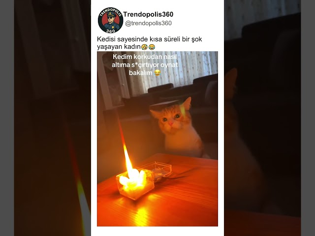 Kediden Gelen Sürpriz Hareket😱😂