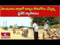 పాలమూరు జిల్లాలో ధాన్యం కొనుగోలు చేస్తున్న ప్రైవేట్ వ్యాపారులు | Palamuru District | hmtv