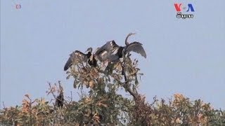  [ News ] Tourists Marvel at Rare And Endangered Birds On Tonle Sap Lake ​ សត្វ​ស្លាប​នៅ​កម្ពុជា - News, VOA Videos