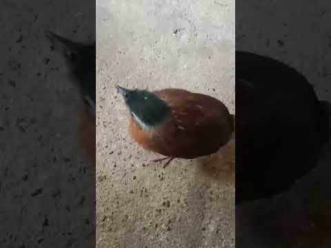 pelanduk topi hitam belajar bunyi