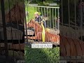 Officials rescue horse that fell into a trench  - 00:30 min - News - Video