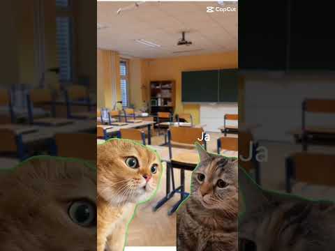 katzen freunde #part3