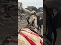 Traveling by donkey through destruction in #Gaza