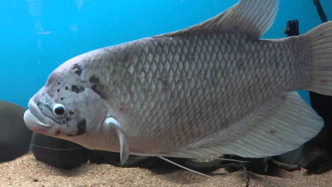 Giant gourami Fish (Scientific name: Osphronemus goramy) - YouTube