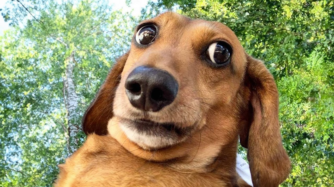 Best Animal Videos 2024 😂 - Funniest Dogs 🐶 And Cats 😺 Moments