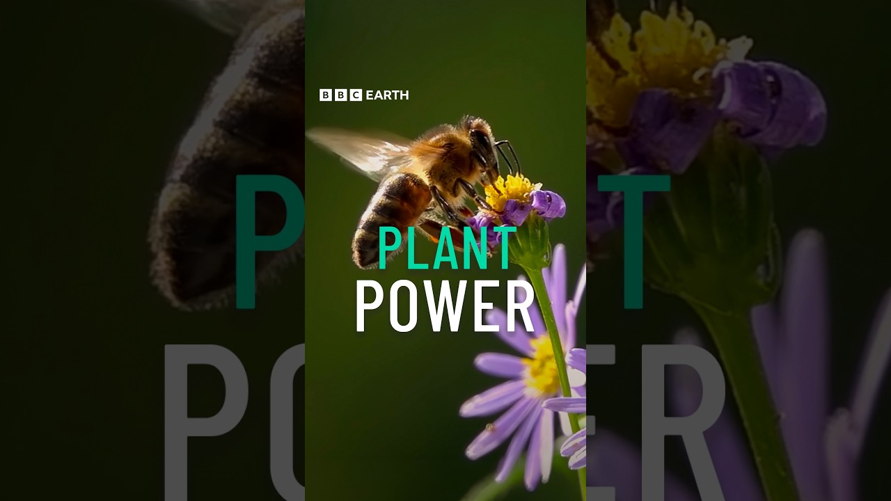 The surprising power of native plants 🪻 #BBCEarth #FixingThePlanet #Nature