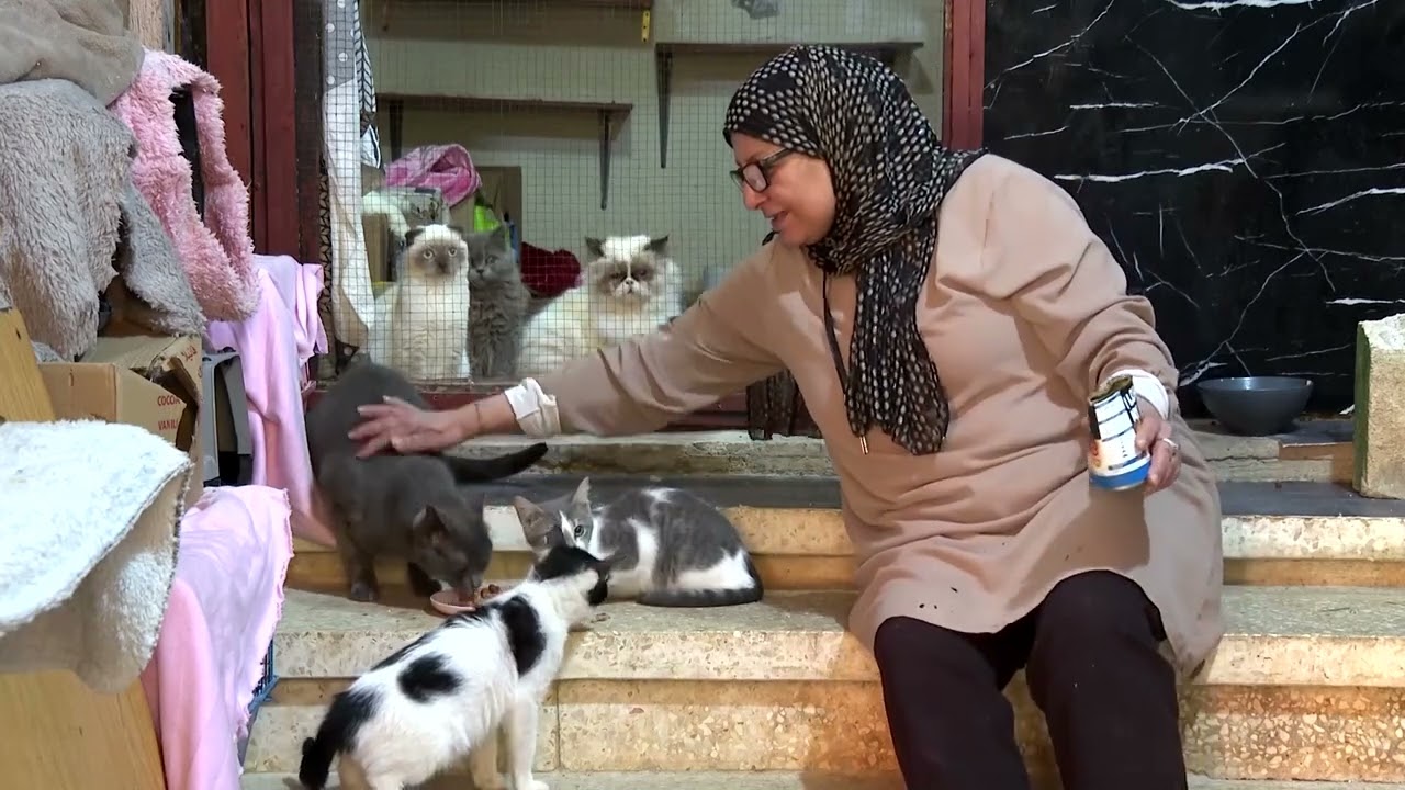 'Live together or die together': Cat rescuer in Lebanon