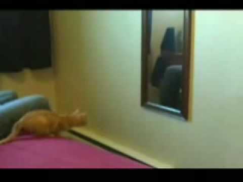 Мачка се фрла на огледало