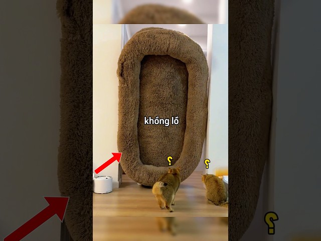 Anh chàng mua chiếc giường khổng lồ cho những chú mèo của mình nhưng cuối cùng thì 😂