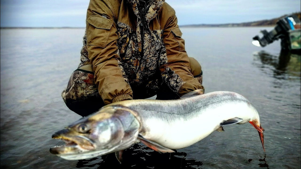 Рыбалка на реке Лене в Якутии Таймень рыбалка