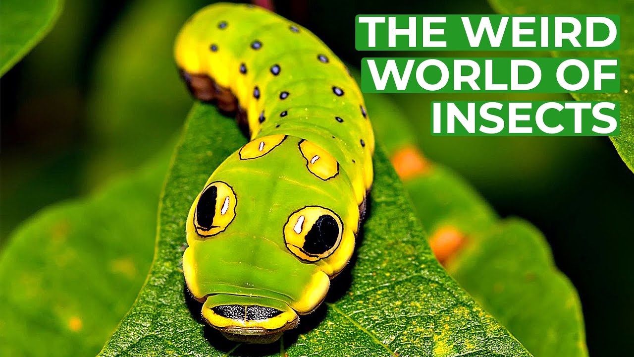 Wildlife - Just Insects | Free Documentary Nature