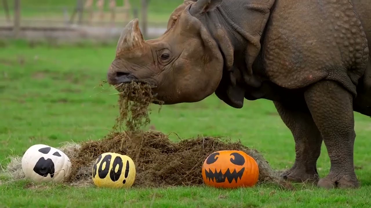 Halloween events around the world this week | REUTERS