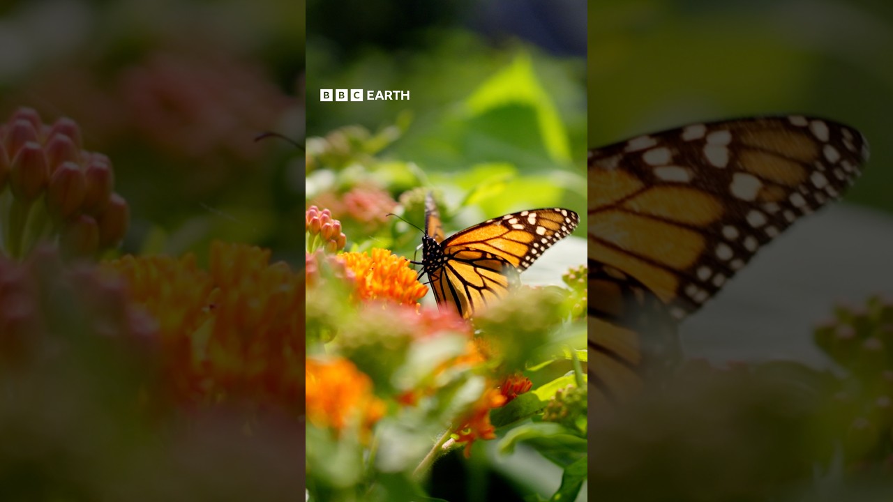 Protecting the pollinators 🐝 #BBCEarth #FixingThePlanet #Nature