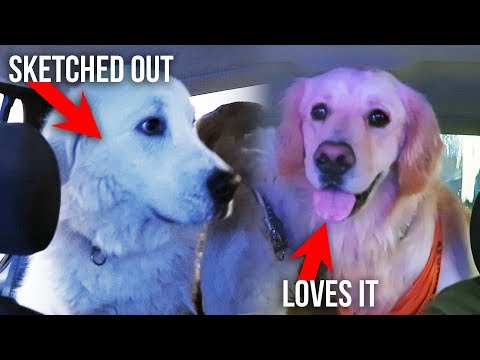 DOGS REACT TO DRIVE THRU CAR WASH (SCS #129)