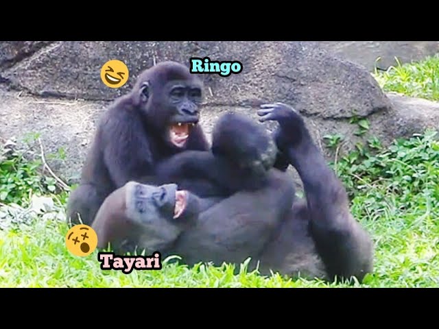 Ringo Plays with Auntie Tayari for So Long—He’s Over the Moon!🤣🤪林戈跟塔莉阿姨玩了好久，開心得不得了！