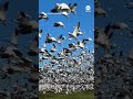 Massive flock of geese blots out the sky as they take flight - ABC News
