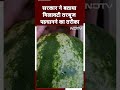 Watermelon: सरकार ने बताया मिलावटी तरबूज पहचानने का ये तरीका, लोगों ने Taste के Video भी बनाए  - 00:59 min - News - Video