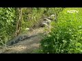 Kota: खेत में डेरा जमाए मगरमच्छों का Video हो रहा Viral  - 01:18 min - News - Video