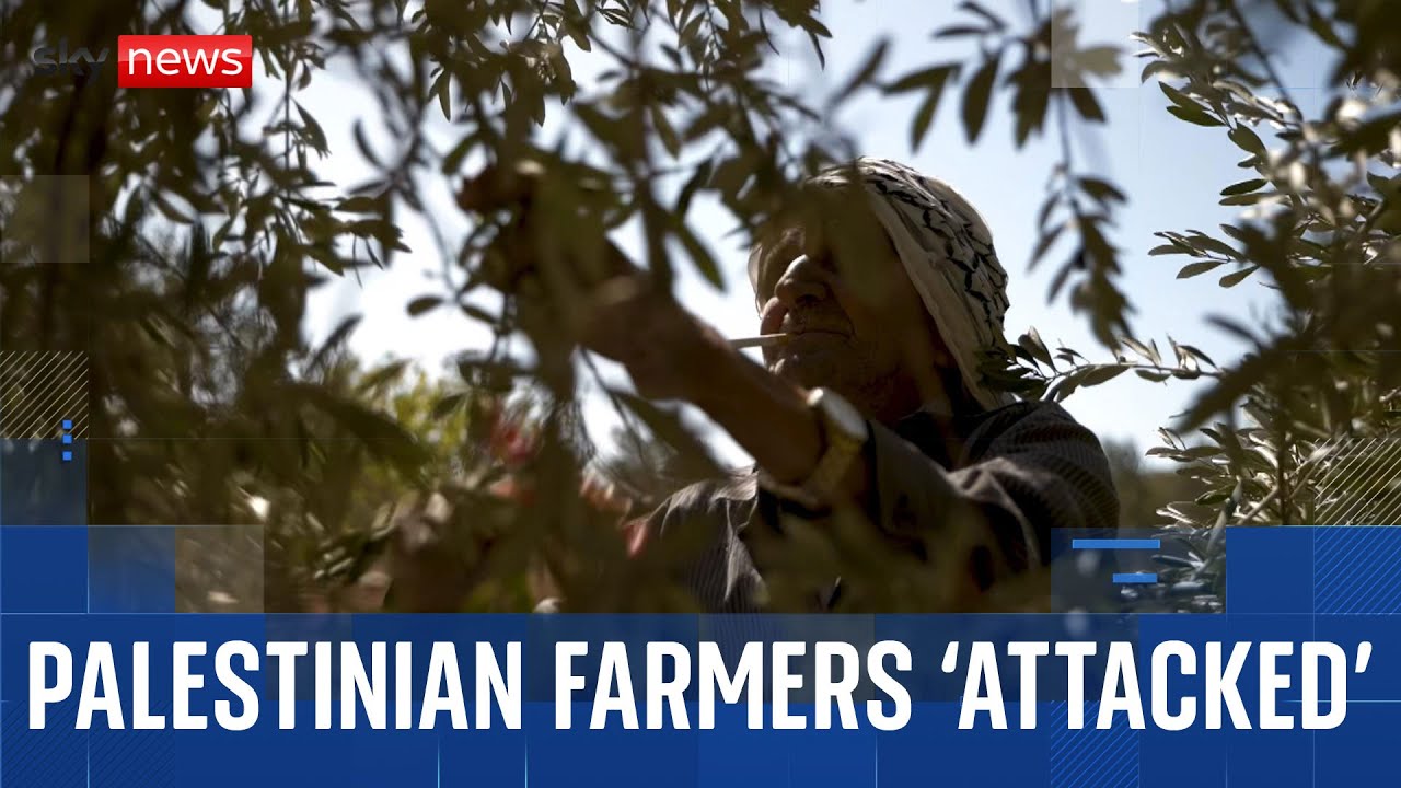 Palestinian farmers are 'attacked' and 'intimidated' during this year's olive harvest