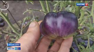 Уникальные фиолетовые сорта томатов выращивает на своем огороде омич Владимир Андерсон