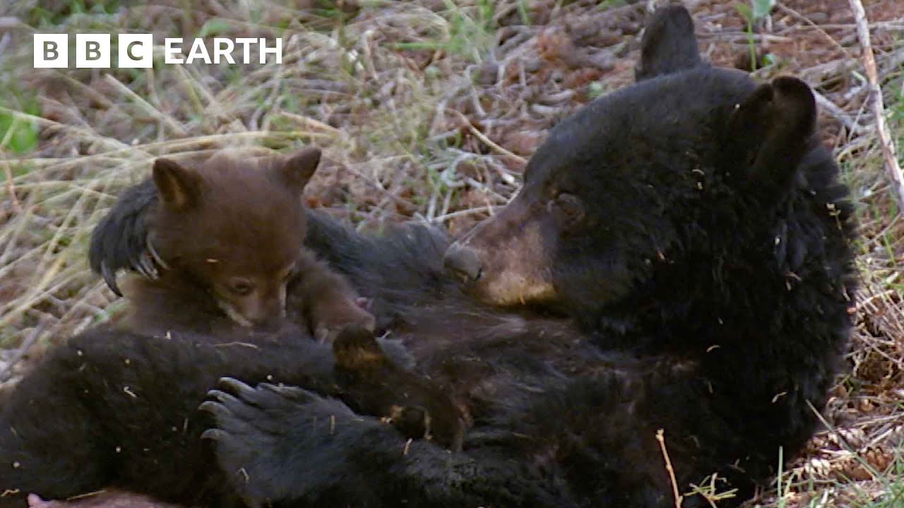 How Mammals Revolutionised Motherhood | Natural World: Wild Mothers and Babies | BBC Earth