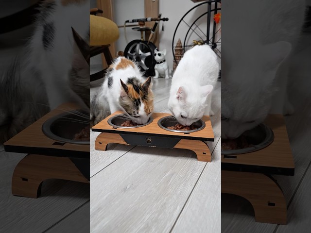 Kedi , köpek maması yerse ne olur ? 😳😨