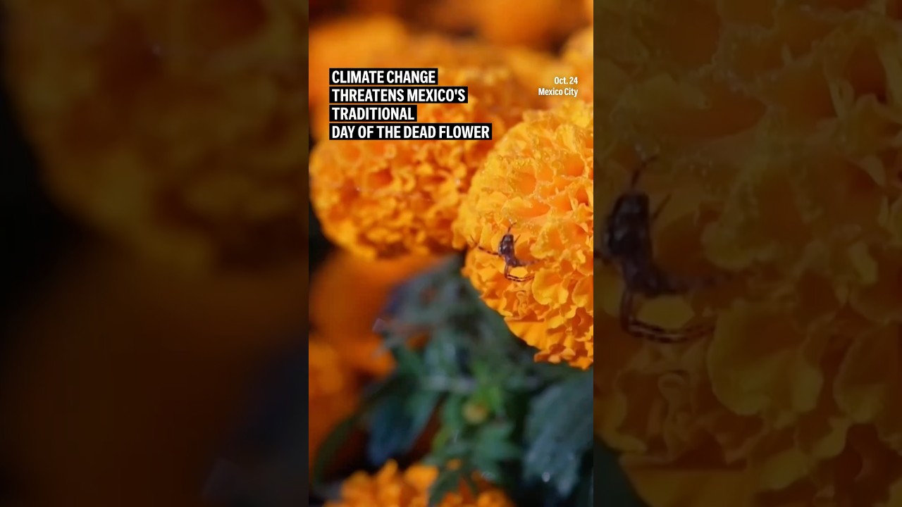 Climate change threatens Mexico’s traditional Day of the Dead flower