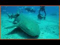 Slideshow: Swimming with sharks in Florida  - 00:45 min - News - Video