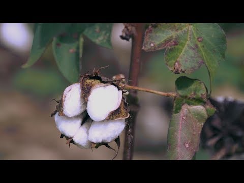 screenshot of youtube video titled Florence Affects Darlington Cotton Farm