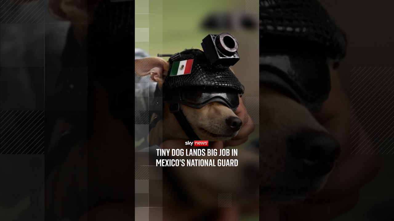 Tiny dog lands big job in Mexico's National Guard