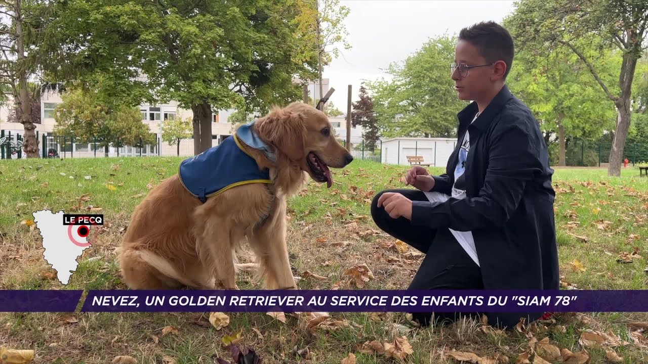 Yvelines | Nevez, un golden retriever au service des enfants du SIAM 78