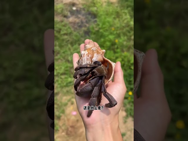 Is this a crab Or shrimp Or snail|Chinese Mountain Forest Life And Food #MoTiktok #Fyp