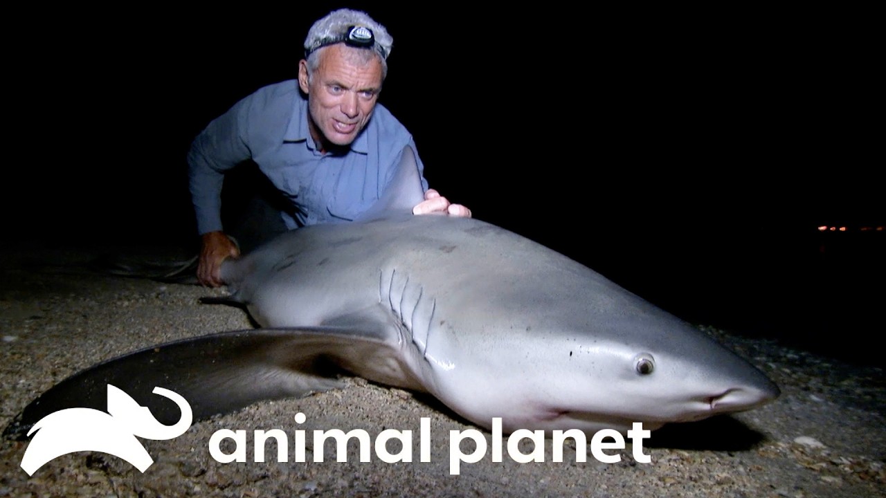 The Deadliest Sharks Jeremy Wade has Ever Encountered! | River Monsters | Animal Planet