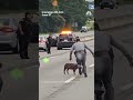 Patrol officers chase pig running on South Carolina interstate  - 00:25 min - News - Video