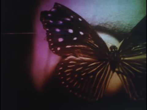 Butterfly'