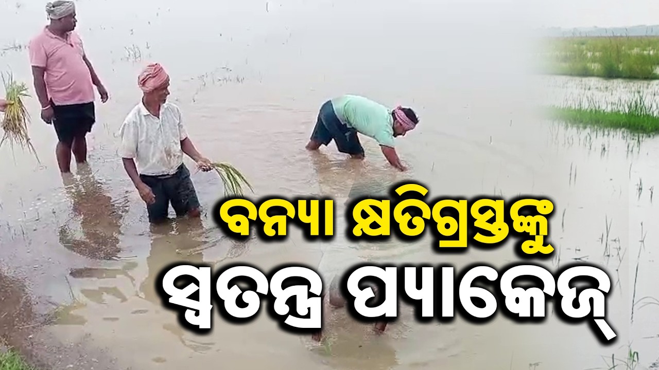 Odisha Rain Havoc: 90,000 Hectares Of Crops Destroyed | Special Relief Package For Farmers