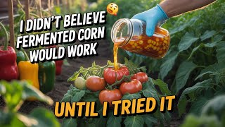 The Forgotten Fermented Corn Method That Made My Harvest UNBELIEVABLE This Year