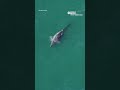 Gray whale believed to be extinct in Atlantic ocean for 200 years spotted off Massachusetts coast  - 00:56 min - News - Video
