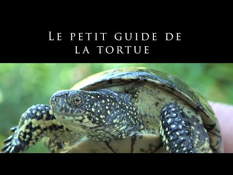 Le petit guide de tortue