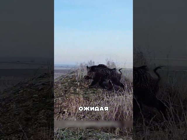 Волкодавы против НАГЛЫХ кабанов 😈🐺🔥
