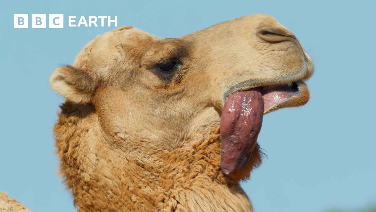 A Camels Love Sac | 4K UHD | Mammals | BBC Earth