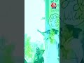 हेलिकॉप्टर में चढ़ते वक्त गिरीं CM Mamata Banerjee! #shortsvideo #MamataBanerjee #viralvideo #aajtak
