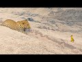 See how baby bird cleverly cheats Leopard in viral video