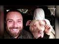 XL Bully dog ban begins in England as owners object | REUTERS  - 02:45 min - News - Video