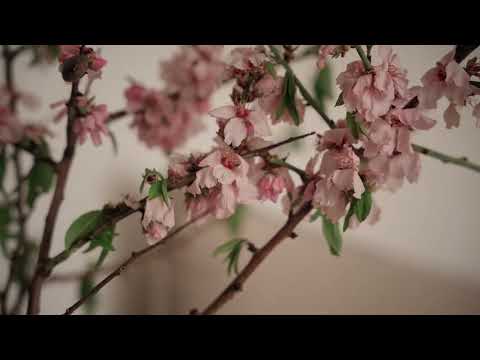 Video af overnatningsstedet